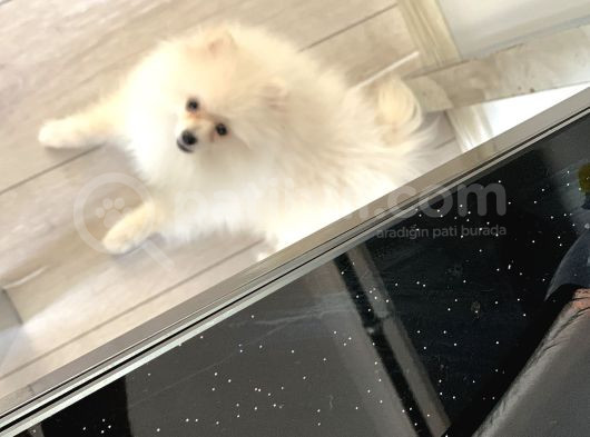 Pomeranian görsel
