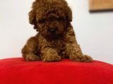 Kıpkırmızı Red tooy poodle sevimli yavrular 