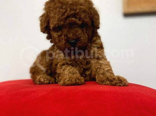 Kıpkırmızı Red Tooy Poodle Sevimli Yavrular 