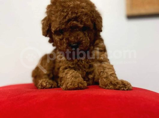 Kıpkırmızı Red Tooy Poodle Sevimli Yavrular  görsel