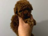 Kıpkırmızı Red Tooy Poodle Sevimli Yavrular 