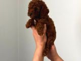 Kıvır Kıvır Orjinal Poodle Minişlerim