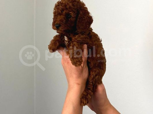 Kıvır Kıvır Orjinal Poodle Minişlerim görsel