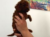 Kıvır Kıvır Orjinal Poodle Minişlerim