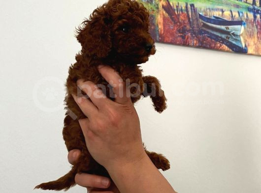 Kıvır Kıvır Orjinal Poodle Minişlerim görsel