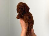 Kıvır Kıvır Orjinal Poodle Minişlerim