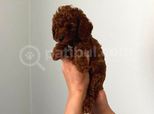 Kıvır Kıvır Orjinal Poodle Minişlerim