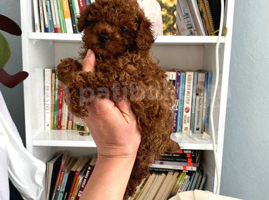 Tam Garantili Safkan Poodle Bebeklerim görsel