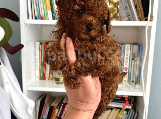 Tam Garantili Safkan Poodle Bebeklerim görsel