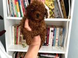 Tam Garantili Safkan Poodle Bebeklerim