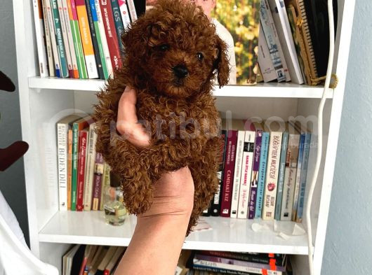 Tam Garantili Safkan Poodle Bebeklerim