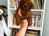 Tam Garantili Safkan Poodle Bebeklerim