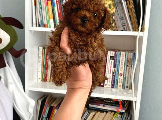 Tam Garantili Safkan Poodle Bebeklerim görsel