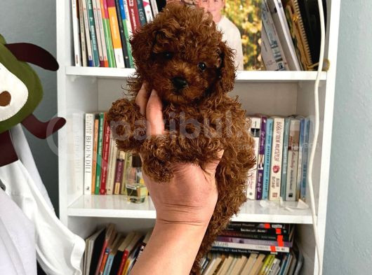 Tam Garantili Safkan Poodle Bebeklerim görsel