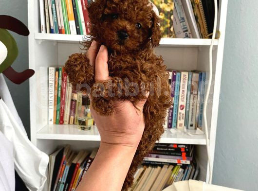 Tam Garantili Safkan Poodle Bebeklerim görsel