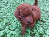 Çok Tatlı Orijinal Toy Poodle Yavrusu