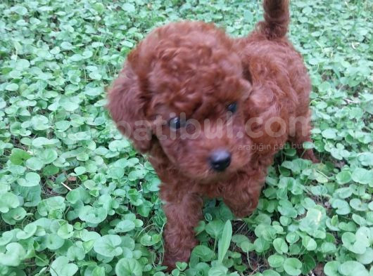 Çok Tatlı Orijinal Toy Poodle Yavrusu görsel