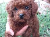 Çok Tatlı orijinal toy poodle yavrusu