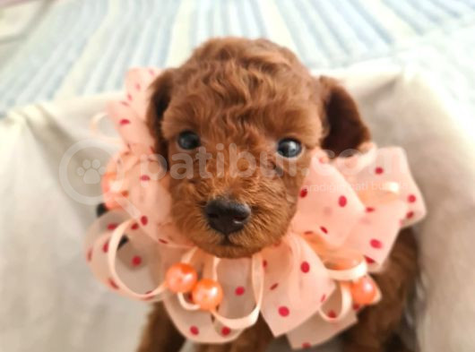 Top Poodle Yavrularımız görsel