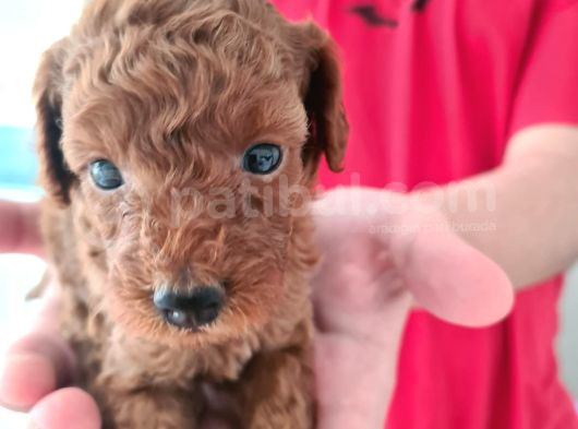 Top Poodle Yavrularımız görsel