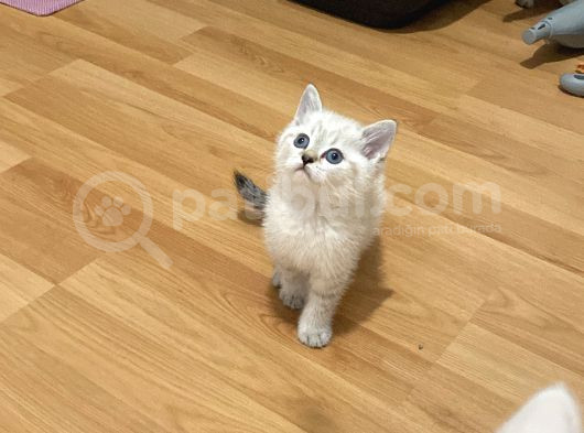 Lynx Point Safkan Sağlıklı Yavrular