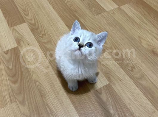 Lynx Point Safkan Sağlıklı Yavrular görsel