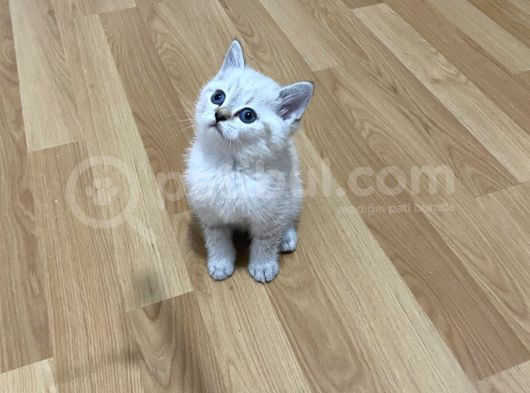 Lynx Point Safkan Sağlıklı Yavrular görsel