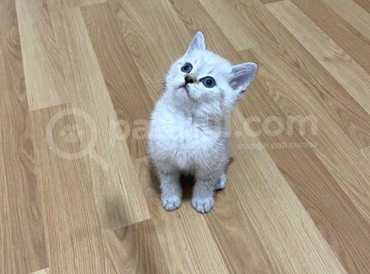Lynx Point Safkan Sağlıklı Yavrular görsel