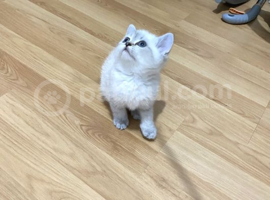 Lynx Point Safkan Sağlıklı Yavrular görsel