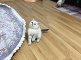 Lynx Point Safkan Sağlıklı Yavrular