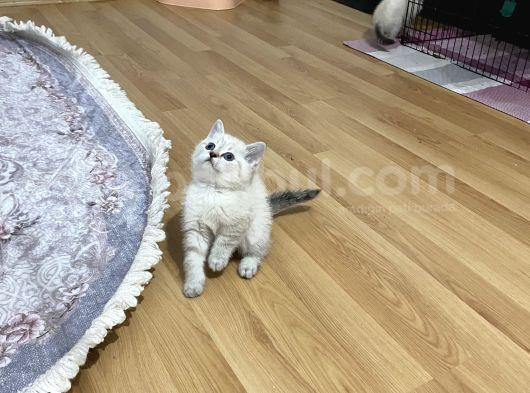 Lynx Point Safkan Sağlıklı Yavrular görsel