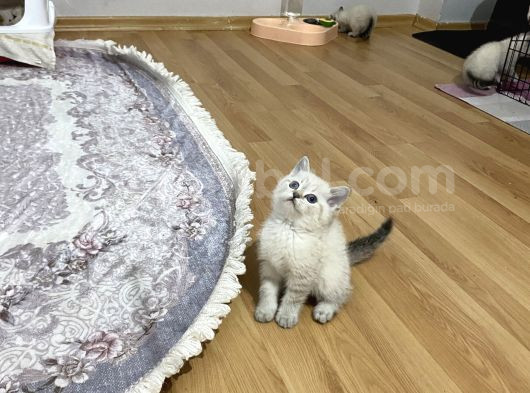 Lynx Point Safkan Sağlıklı Yavrular görsel