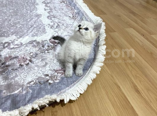 Lynx Point Safkan Sağlıklı Yavrular görsel