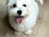 4 Aylık Tatlı Maltese Terrier Tüm Eşyalarıy Verilecektir 