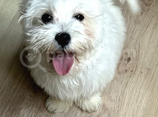 4 Aylık Tatlı Maltese Terrier Tüm Eşyalarıy Verilecektir  görsel