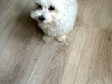 4 Aylık Tatlı Maltese Terrier Tüm eşyalarıy Verilecektir 