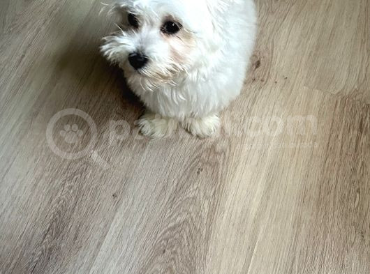 4 Aylık Tatlı Maltese Terrier Tüm Eşyalarıy Verilecektir 