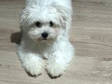 4 Aylık Tatlı Maltese Terrier Tüm Eşyalarıy Verilecektir 
