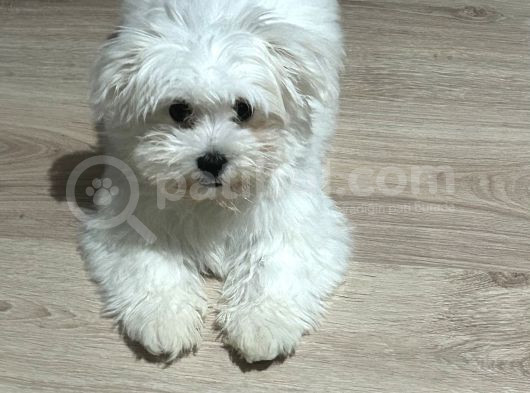 4 Aylık Tatlı Maltese Terrier Tüm Eşyalarıy Verilecektir  görsel