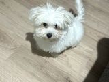 4 Aylık Tatlı Maltese Terrier Tüm Eşyalarıy Verilecektir 