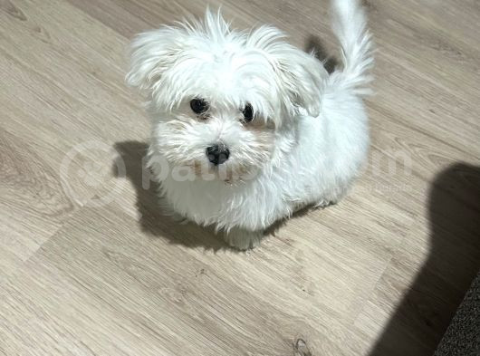 4 Aylık Tatlı Maltese Terrier Tüm Eşyalarıy Verilecektir  görsel