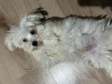 4 Aylık Tatlı Maltese Terrier Tüm Eşyalarıy Verilecektir 