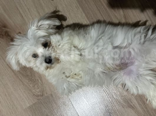 4 Aylık Tatlı Maltese Terrier Tüm Eşyalarıy Verilecektir  görsel