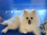 Pomeranian