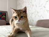Safkan British Shorthair Golden yavrular