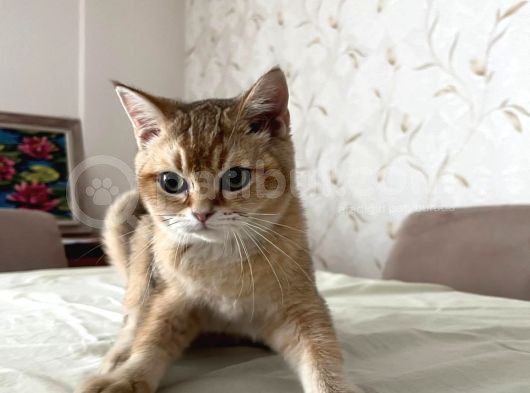 Safkan British Shorthair Golden Yavrular