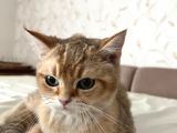 Safkan British Shorthair Golden Yavrular