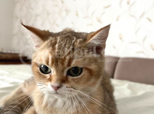 Safkan British Shorthair Golden Yavrular görsel