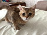 Safkan British Shorthair Golden Yavrular