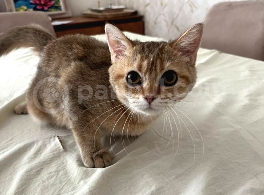 Safkan British Shorthair Golden Yavrular görsel